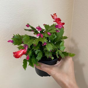 Christmas Cactus | Red Flowers | Schlumbergera | Holiday Cactus Thanksgiving Cactus | Live Plant in 4” Pot