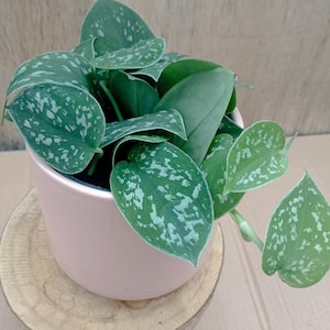 Scindapsus Silver Satin, planta de interior para principiantes, regalo para ella, planta viva de interior en maceta, idea de regalo de planta viva con raíces variegadas