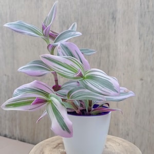 Tradescantia Nanouk Interior Pflanze im Topf Pflanze Geschenk für Sie Anfänger Verwurzelte Babypflanze Geschenkideen für Frauen Indoor Easy Care verwurzelte Pflanze