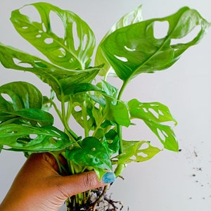 Monstera Adansonii Interior Pflanze im Topf Frühlingspflanze Geschenk für ihre Anfänger Live Monstera Pflanze verwurzelt Easy Care Zimmerpflanze Geschenkideen