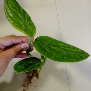 Cutting of Monstera Peru or Epipremnum Pinnatum Marble Planet New Mum Plant Gift Pothos Interior Plant Easy Care New Born Plant Gift