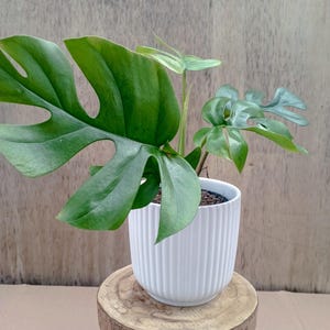 Puede incluir: Una pequeña planta en maceta con hojas grandes y verdes en una maceta de cerámica blanca con nervaduras verticales. La maceta está sobre un taburete de madera con tres patas.