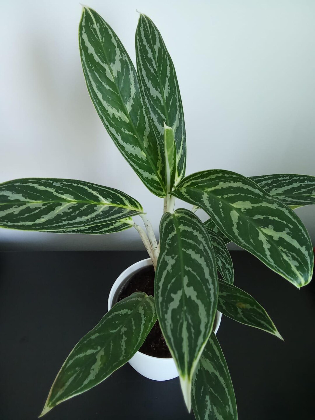 Aglaonema Key Lime Plant : feuillage d'intrieur facile d'entretien en pot  - Etsy France