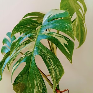 Könnte beinhalten: Nahaufnahme einer panaschierten Monstera-Pflanze mit großen, geteilten Blättern. Die Blätter sind leuchtend grün, gesprenkelt mit cremeweißer Panaschierung. Der Stiel und die Luftwurzeln der Pflanze sind vor einem neutralen Hintergrund sichtbar, was eine tropische Zimmerpflanze zeigt.