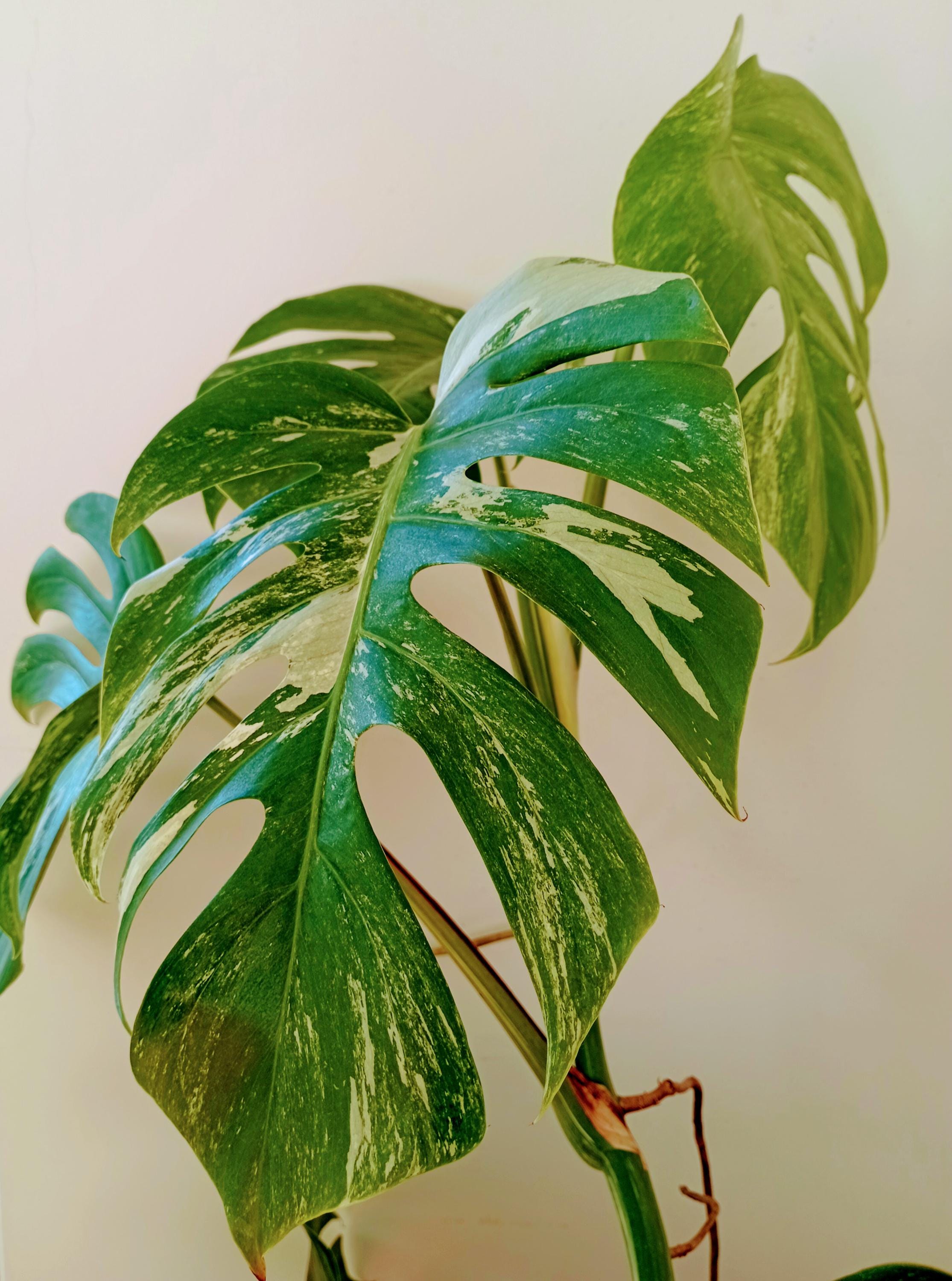 monstera umpflanzen welche erde Monstera Erde main image 1