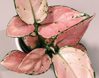 Aglaonema Pinky Promise: Follaje colorido y de fácil cuidado