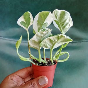 Epipremnum Njoy Pothos in Mini Pot New Mum Plant Gift Baby Njoy Pothos New Born Plant Gift Ideas Indoor Live Variegata Plant