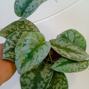 May include: A houseplant with large, silver-green leaves. The leaves have a mottled pattern and are heart-shaped.