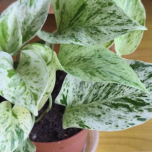 Può includere: Primo piano di una pianta in vaso con grandi foglie a forma di cuore. Le foglie sono un mix di verde e bianco, con un motivo maculato. Il vaso è marrone e poggia su un sottovaso trasparente. Una pianta decorativa per interni.