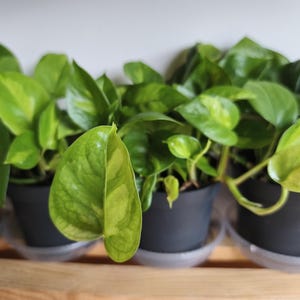 Cuttings of Epipremnum Global Green Pothos Interior Plant Live Cuttings Gift for Her Easy Care Plant Green Pothos Plant Lovers Gift
