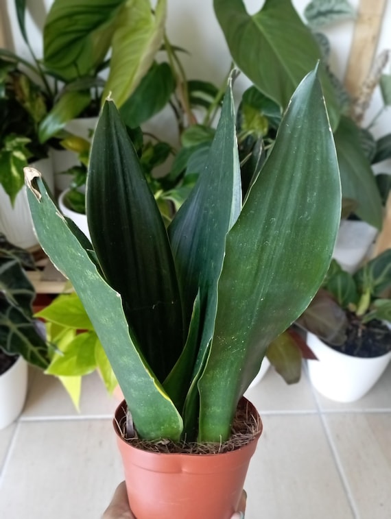 strelitzia nicolai zimmerpflanze pflege Strelitzia nicolai :21 H:90 cm - Pflanzen sicher zu dir nach Hause
