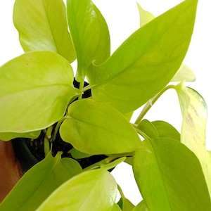 Peut inclure: Gros plan sur un plant de pothos doré en pot avec des feuilles vert jaune vif.