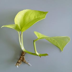Puede incluir: Una pequeña planta de color amarillo brillante con dos hojas y un sistema de raíces. La planta está creciendo en una maceta.