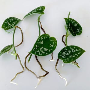 Cuttings of Scindapsus Silver Satin Pothos Interior Plant Gift for Her Beginners Indoor Live Plant Rooted House Plants Cuttings Gift Ideas