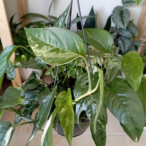 Talee di Epipremnum Pinnatum Variegata Pianta da interno Regalo per lei Principianti Pothos Variegata Pianta radicata di facile manutenzione Pianta Regalo per le donne