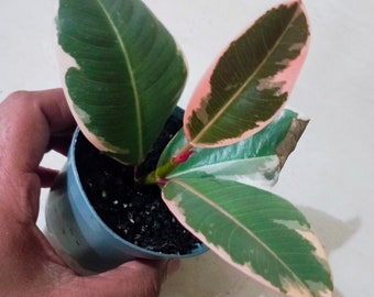 ficus elastica | ficus belize | babyplantje | kamerplant | onderhoudsvriendelijk | interieurplant | plantencadeau | kweekpot inbegrepen