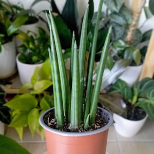 Sansevieria Cylindrica Snake kamerplant in potplant cadeau voor haar beginners interieur levende plant geworteld gemakkelijk te onderhouden cadeau-ideeën levende plant