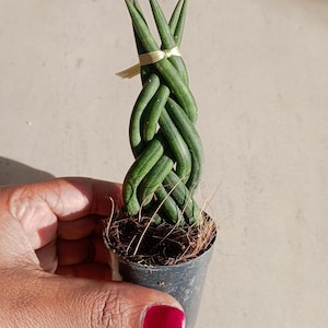Sansevieria Cylindrica twist plant cadeau voor haar kamerplant in pot beginners interieur levende plant geworteld onderhoudsvriendelijk cadeau voor vrouwen