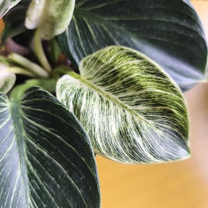 Philodendron Birkin Zimmerpflanze im Topf Frühlingspflanze Geschenk für Sie Anfänger Indoor Live Plant Variegata verwurzelt Easy Care Live Plant Geschenk