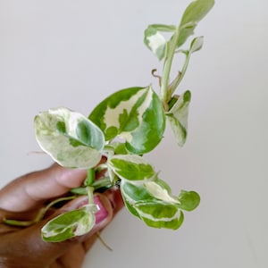 Op de afbeelding: Een close-up van een plantstek met groen en wit gevlekte bladeren. De bladeren zijn hartvormig en hebben een gemarmerd uiterlijk. De plant wordt tegen een effen witte achtergrond gehouden.