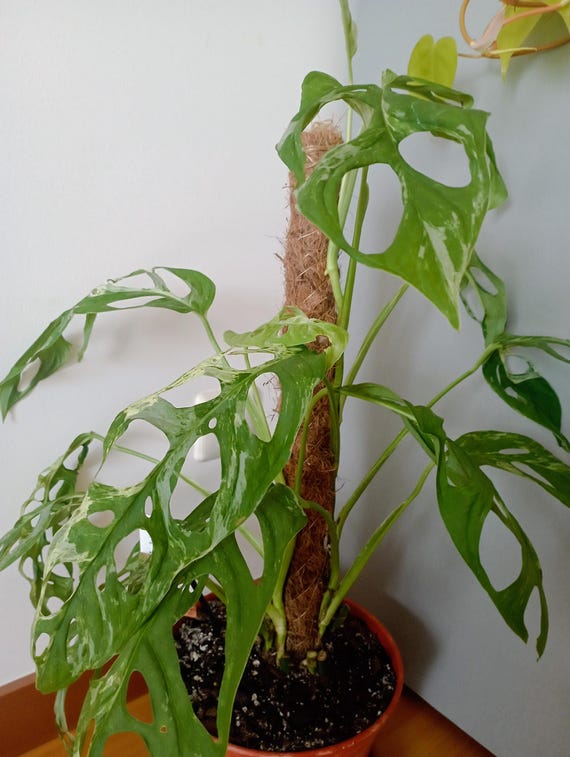 Monstera Adansonii Indonesian Marble Variegata Cutting: Rooted Node - Etsy  Ireland