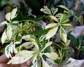 Baby Variegata Schefflera Pflanze: Bewurzelte Starterpflanze im Topf