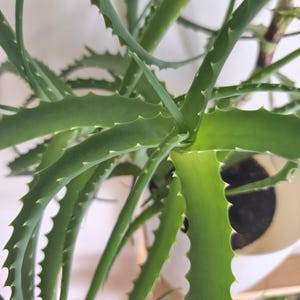 Baby Aloe Vera Interior Plant in Pot | Plant Gift for Her | Beginners Gift Plant | Easy Care Outdoor Plant | Bright Light Indoor Succulent