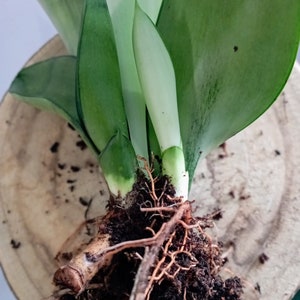 Sansevieria Moonshine Snake interieurplant voor beginners Plant cadeau voor haar binnen Levende plant in pot geworteld Easy Care cadeau-ideeën levende plant