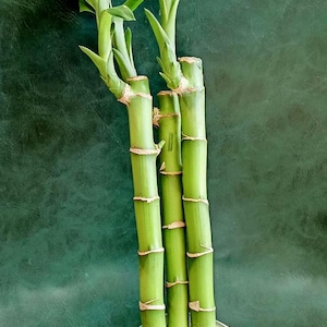 Planta de Bambu da Sorte Viva: Dracena Sanderiana Enraizada de Fácil Cuidado