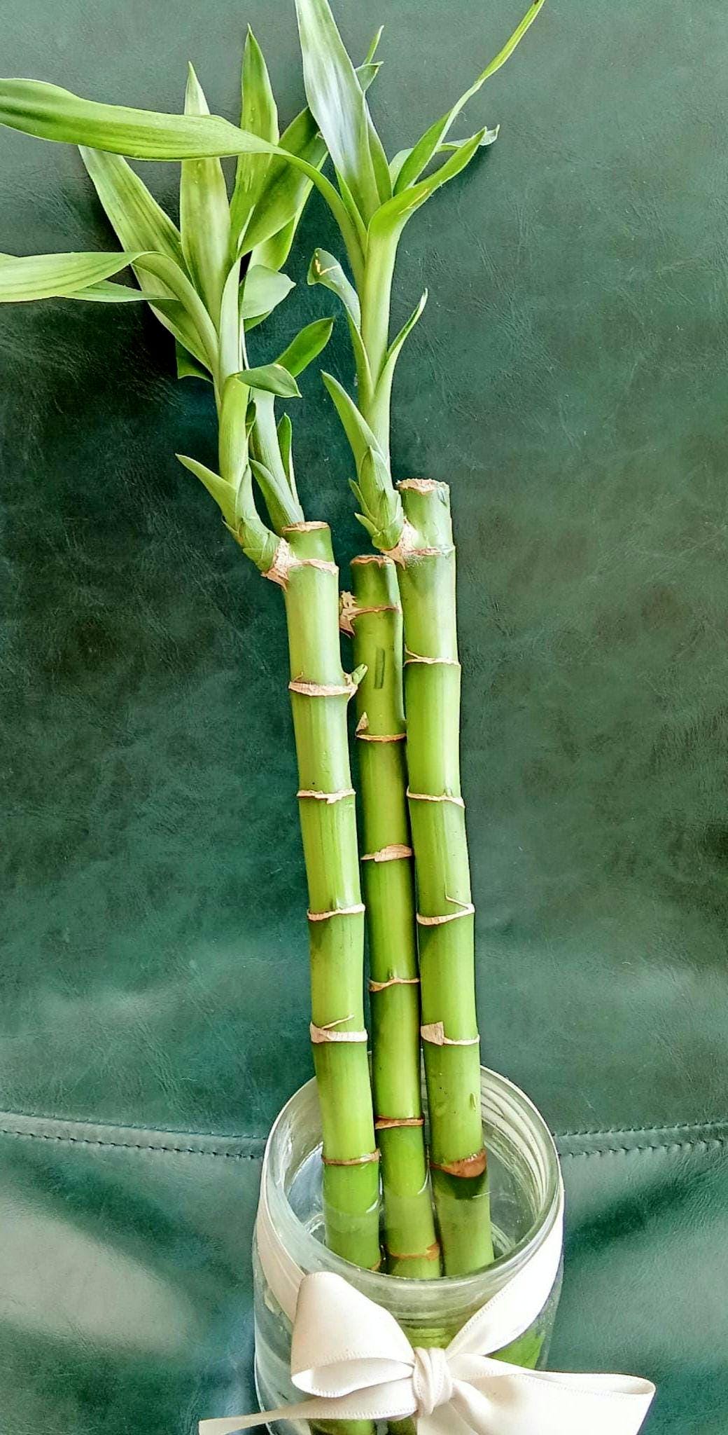 Live Lucky Bamboo Plant: Easy Care Rooted Dracaena Sanderiana