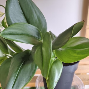 Cadeau plante d&#39;intérieur Scindapsus Treubii « Clair de lune » pour les débutantes Plante d&#39;intérieur vivante en pot enracinée facile d&#39;entretien - Idées cadeaux pour femme