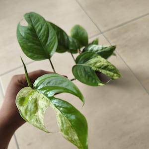 Epipremnum pinnatum variegata &#39;Marble&#39; in Mini Pot Plant Gift for Her Baby Pothos Plant Gift Ideas for Women Indoor Live Variegata Plant