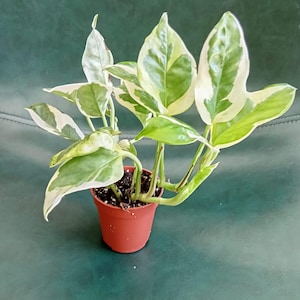 Pode incluir: Uma planta pothos em vaso com folhas variegadas verdes e brancas. A planta está em um pequeno vaso cor de terracota. As folhas têm formato de coração. O fundo é uma superfície verde escura sólida.