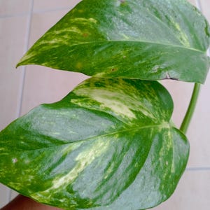 Cuttings of Epipremnum Aureum Golden Pothos Plant Lover Gift Pothos Interior Plant Gift for Women Live Variegated Plant Lovers Gift