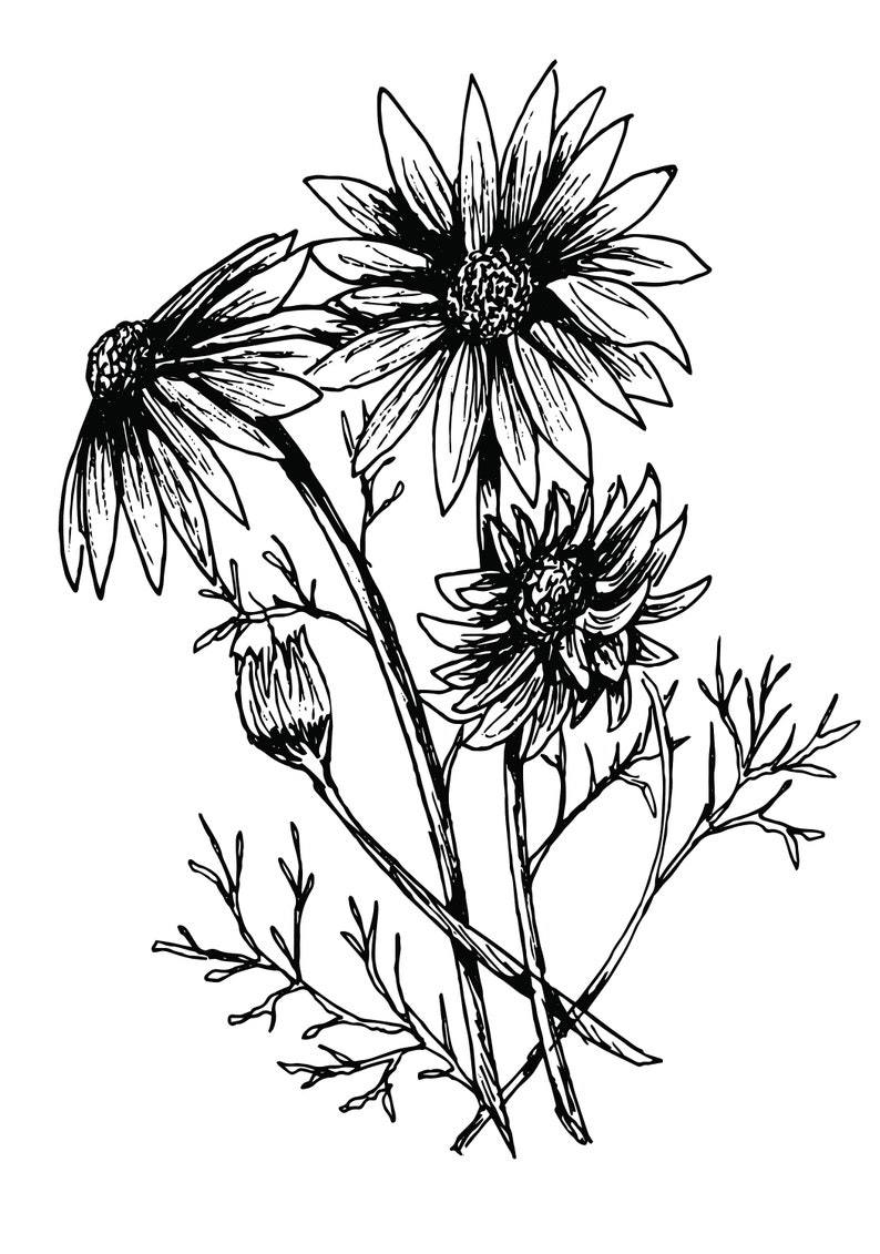 Downloadable Flowers Coloring Pages Packet of 4 Set a - Etsy