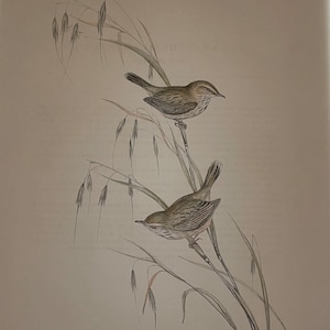 Original John Gould Antique Stone Lithograph of Rufous Fieldwren from &quot;Birds of Australia&quot;, published 1848 by John Gould and Henry Richter