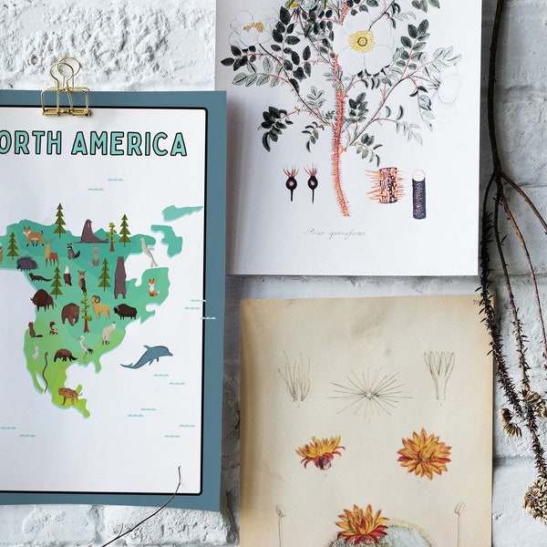 Fauna & Flora Continent Illustrations | PDF | Printable | Animals | Plants | North America | South America | Africa | Australia | Download