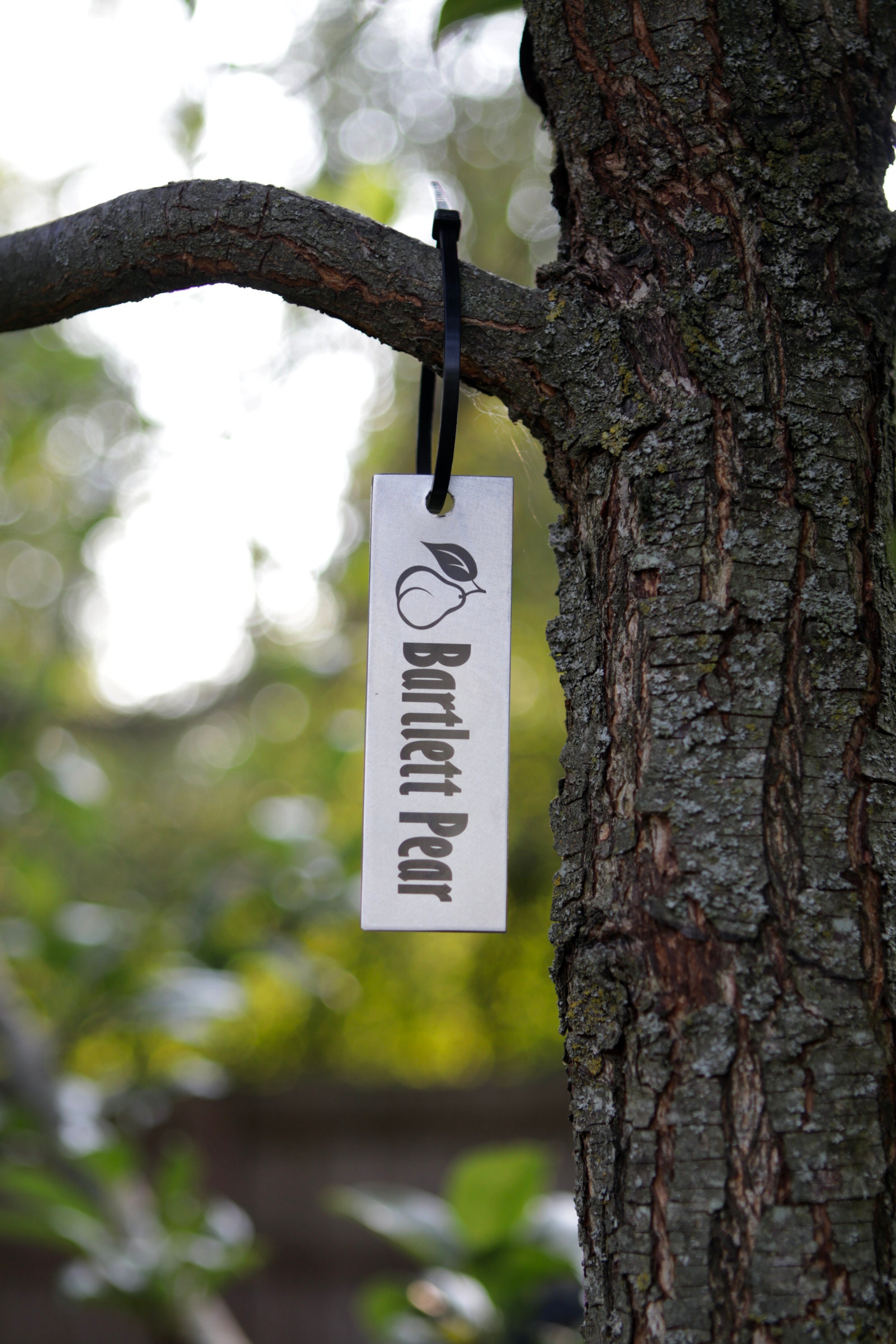 Stainless Steel Tree Tag – Durable and Elegant Identification Solution ...