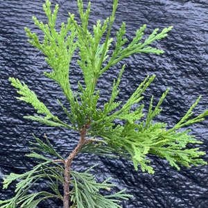 Calocedrus decurrens 'Maupin Glow' Maupin Glow Incense Cedar image 3