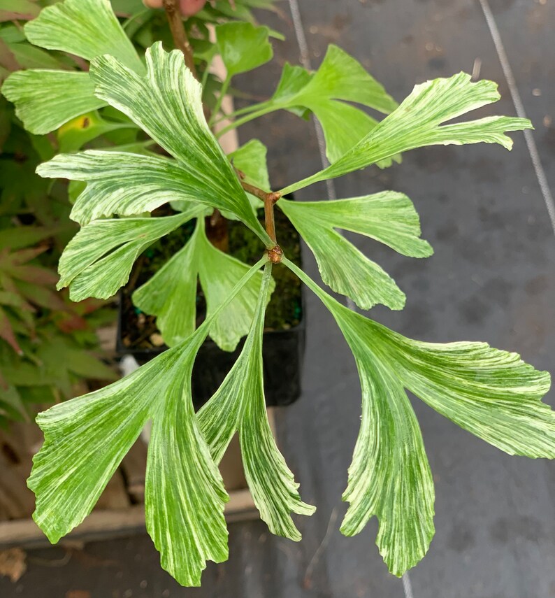 Ginkgo biloba 'Snow Cloud' Snow Cloud Maidenhair Tree 2-year old grafts image 4