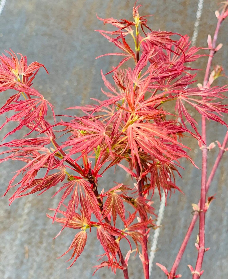 Acer palmatum 'Scarlet Princess' Scarlet Princess Japanese Maple image 3