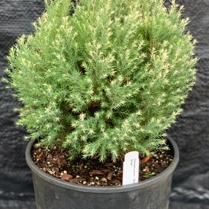 Chamaecyparis lawsoniana 'Barry's Silver' Barry's Silver Lawson Cypress image 3