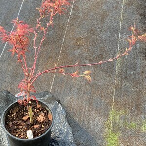 Acer palmatum 'Scarlet Princess' Scarlet Princess Japanese Maple image 4