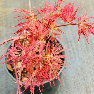 Acer palmatum 'Scarlet Princess' Scarlet Princess Japanese Maple image 1