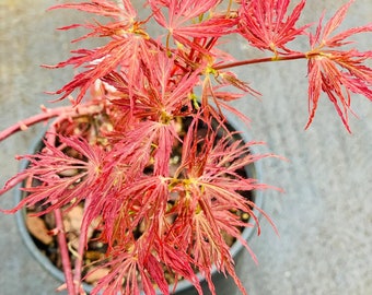 Acer palmatum 'Scarlet Princess' (Scarlet Princess Japanese Maple)