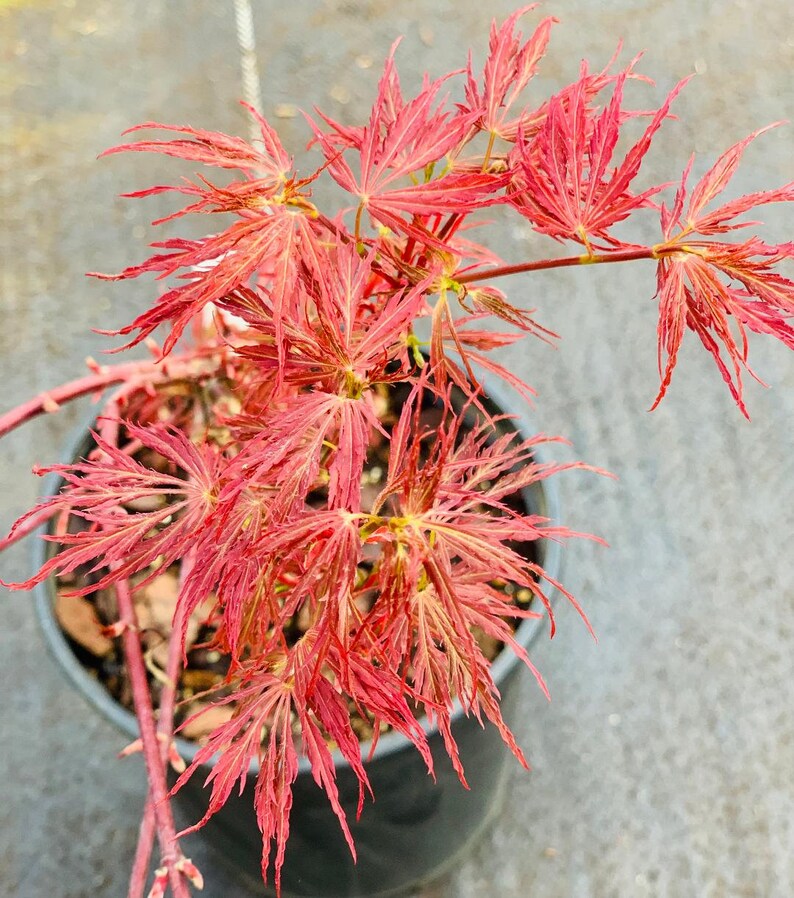 Acer palmatum 'Scarlet Princess' Scarlet Princess Japanese Maple image 1