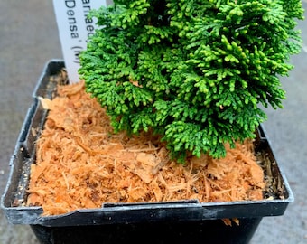 Chamaecyparis obtusa 'Densa' (Densa Hinoki Cypress)