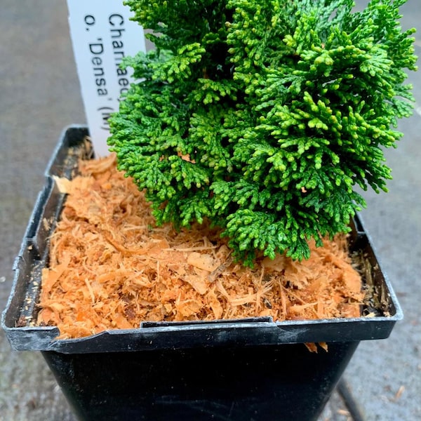 Chamaecyparis obtusa 'Densa' (Densa Hinoki Cypress)