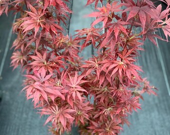 Acer palmatum 'Shaina' (Shaina Japanese Maple)