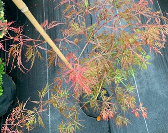 Acer palmatum 'Hana matoi' (Hana matoi Japanese Maple)